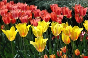 Macy's Flower Show - New York 2011